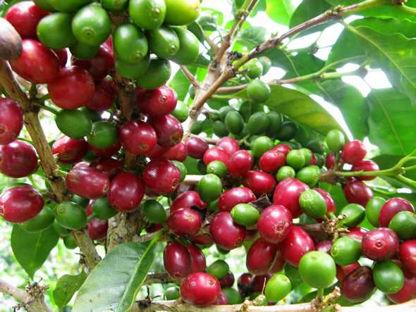 Kávové třešně