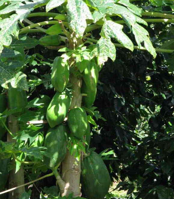 Papaya strom
