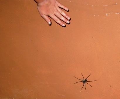 Pavoucek a ruka